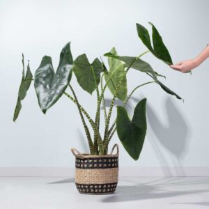 Alocasia 'Zebrina' L