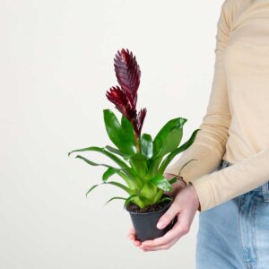 Vriesea 'Cathy'