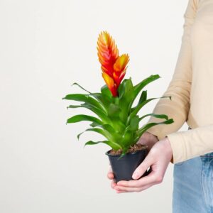 Vriesea 'El Dorado'