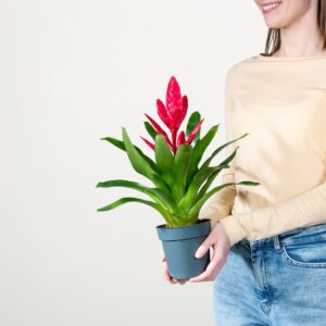 Vriesea 'Salima'