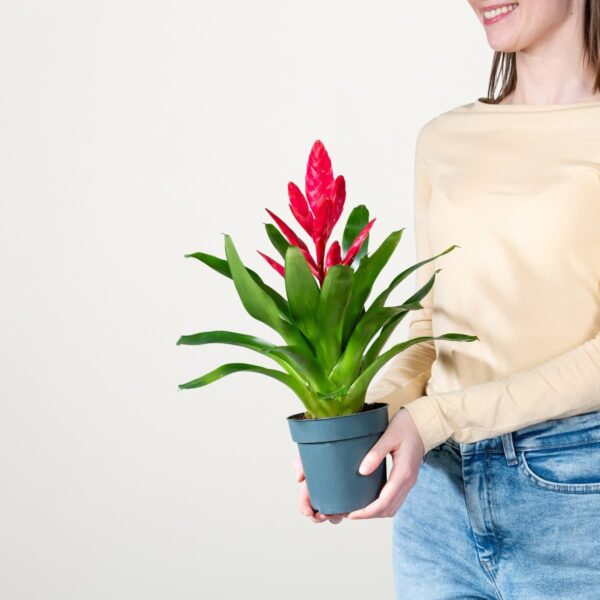 Vriesea 'Salima'