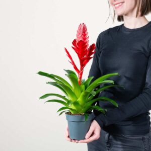 Vriesea 'Stream'