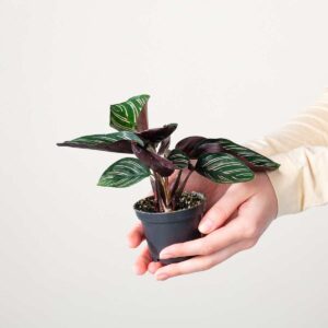 Calathea 'Ornata' S