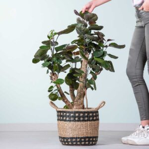 Fiederaralie 'Fabian' L