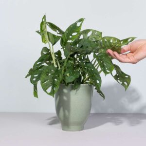 Monstera 'Monkey Leaf'