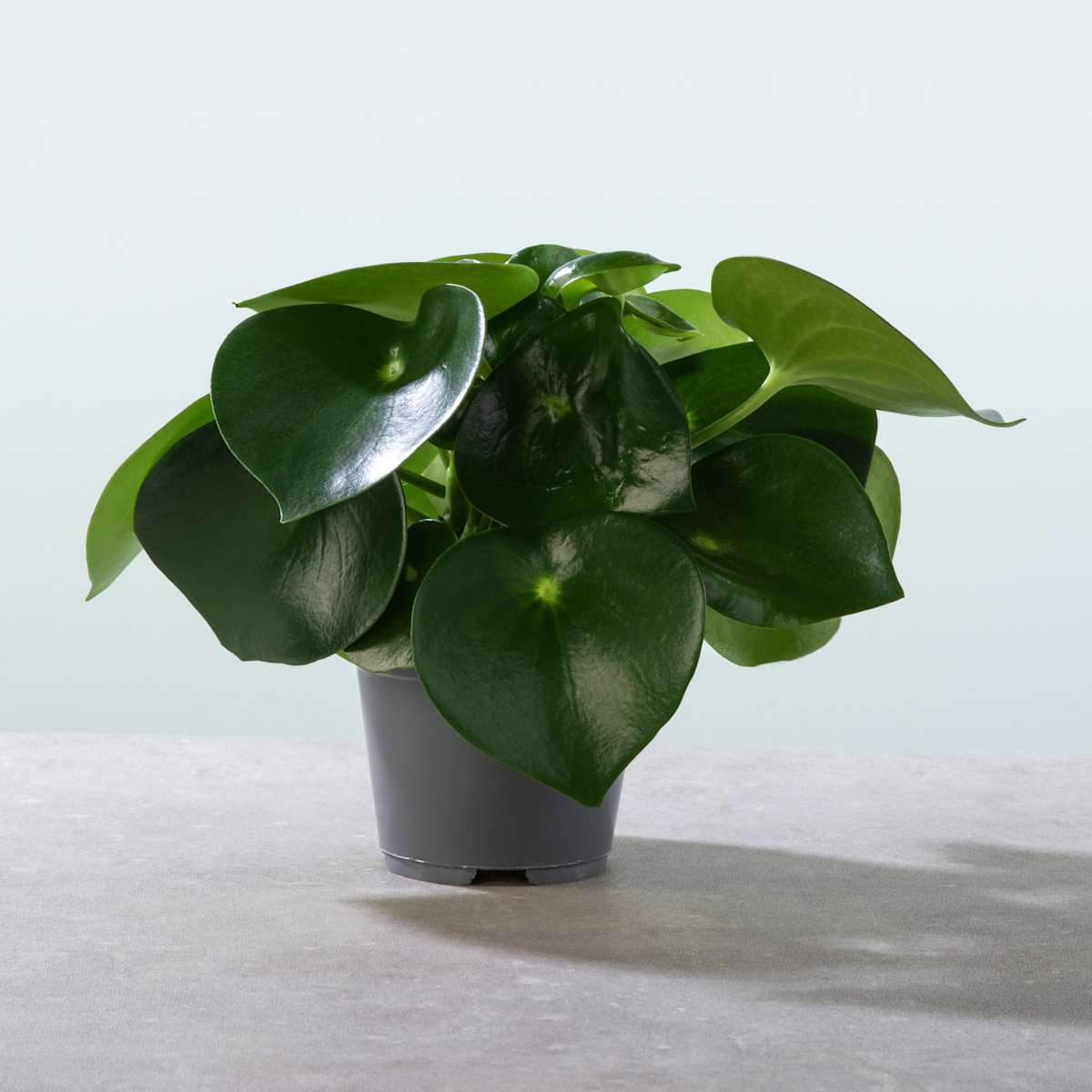 Peperomia 'Raindrop' M