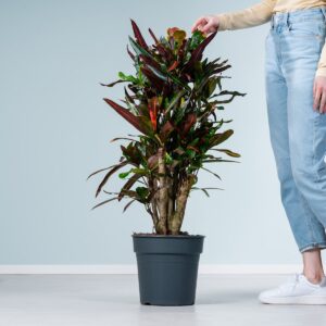 Wunderstrauch 'Mammey'