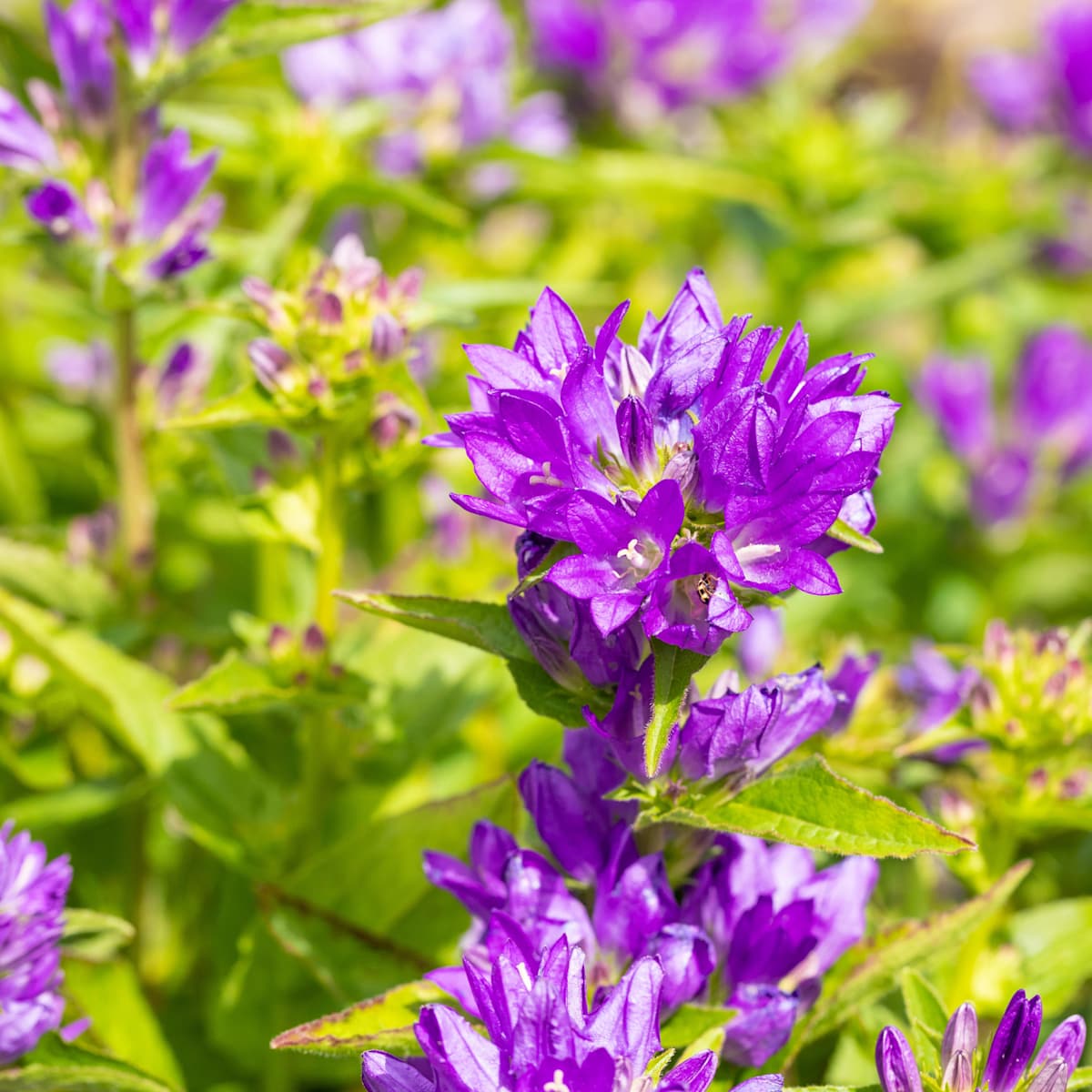 Knäuel-Glockenblume Lila - 3 Stück