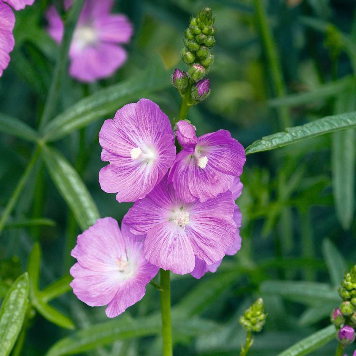 Präriemalve 'Party Girl' - 3 Stück