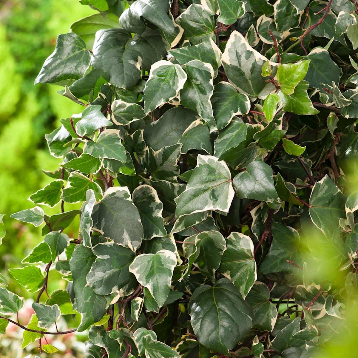 Afrikanischer Efeu 'Gloire de Marengo'