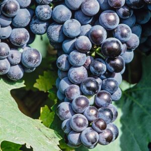 BIO Blaue Weinrebe 'Venus'