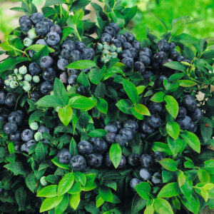 BIO Heidelbeere 'Little Blue Wonder®'