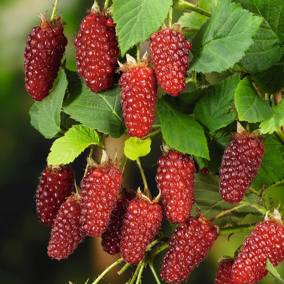 BIO Riesen-Himbeere 'Tayberry'