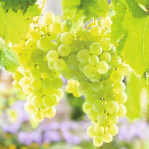 BIO Weiße Weinrebe 'Müller-Thurgau'