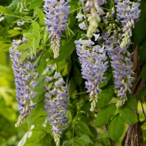 Blauregen 'Blue Moon'