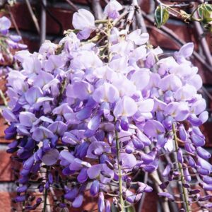 Blauregen 'Caroline'