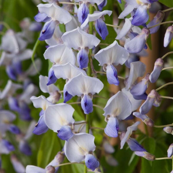 Blauregen 'Naga Noda'