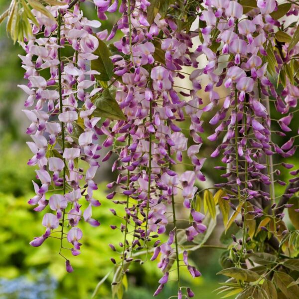 Blauregen 'Rosea'