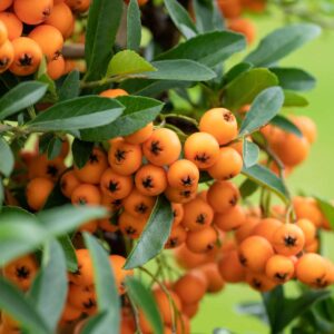 Feuerdorn 'Orange Glow'