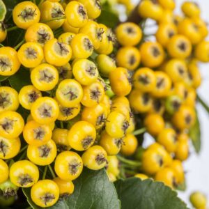 Feuerdorn 'Soleil d'Or'