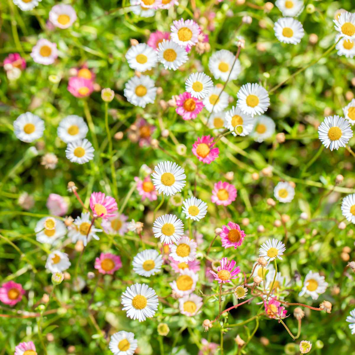 Spanisches Gänseblümchen - 3 Stück