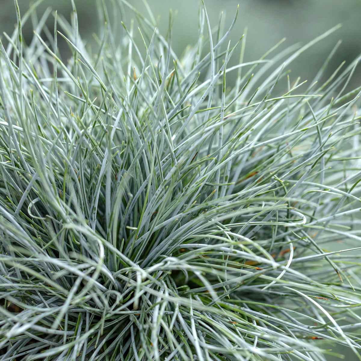 Zwerg-Blauschwingel 'Glaucantha' - 3 Stück