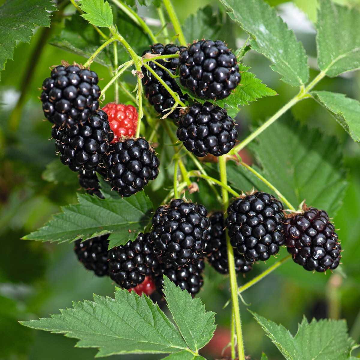 BIO Dornenlose Brombeere 'Loch Ness' L