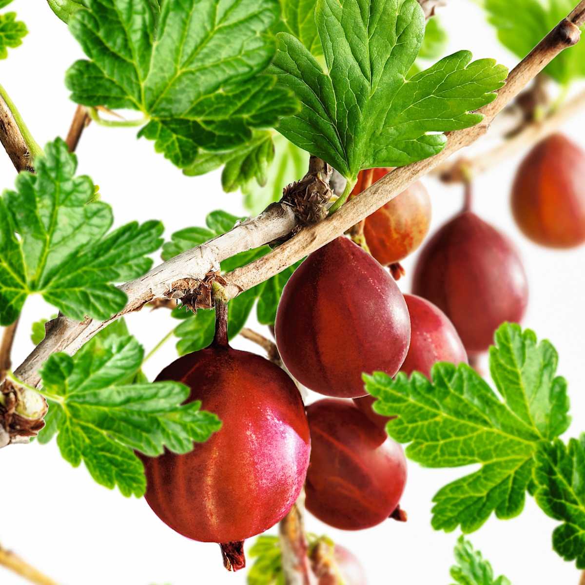 BIO Rote Stachelbeere 'Captivator' M