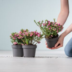 Torfmyrthe - rosa - 3 Stück