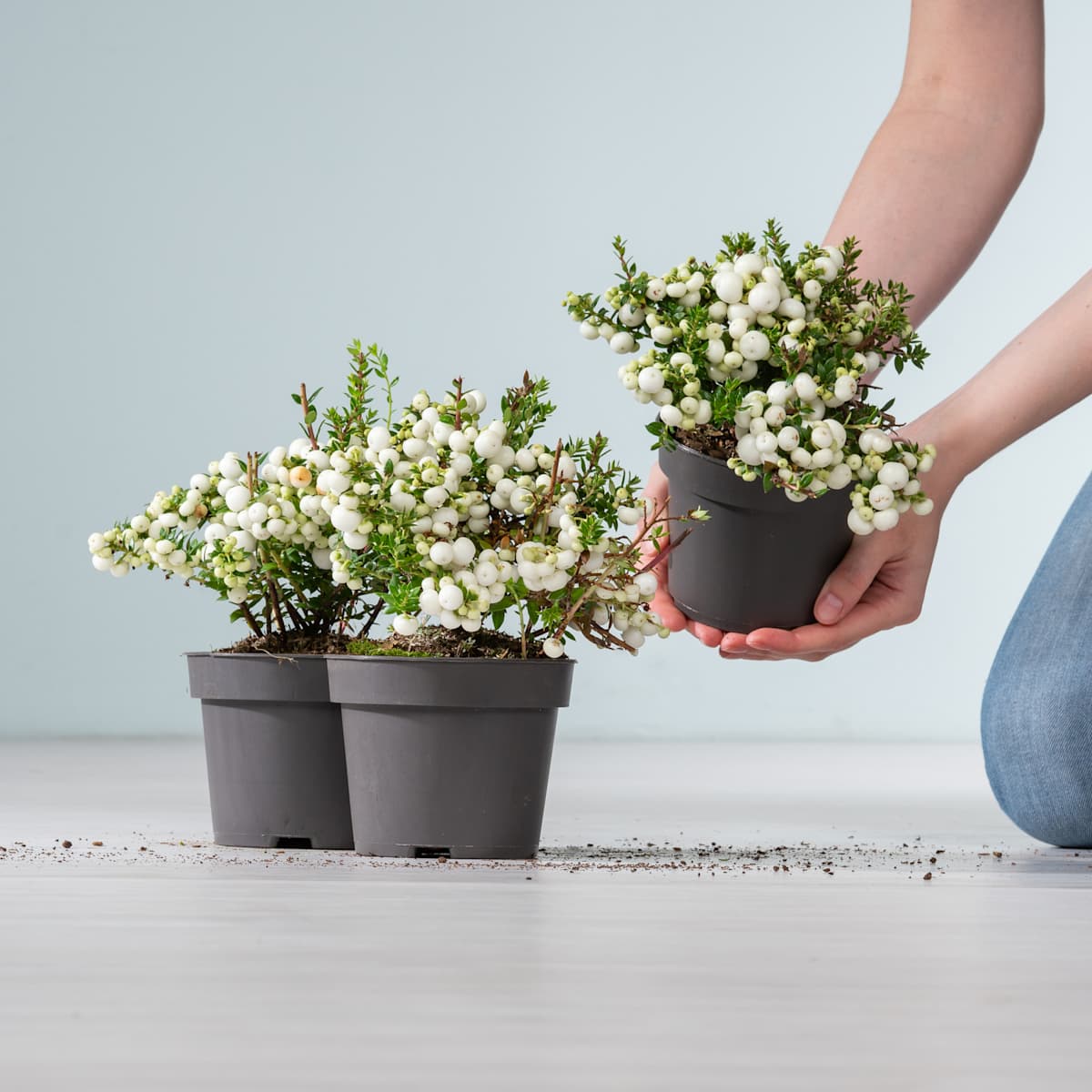 Torfmyrthe - weiß - 3 Stück