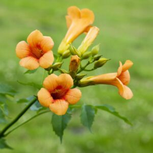 Trompetenblume 'Madame Galen'