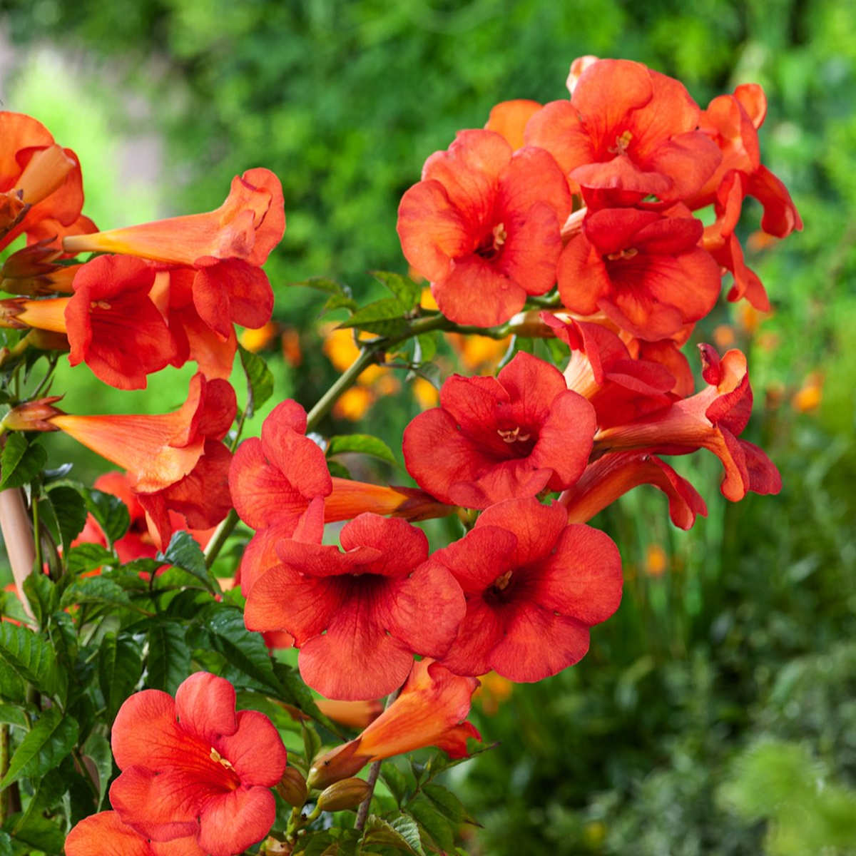 Trompetenblume 'Solo Rosso'