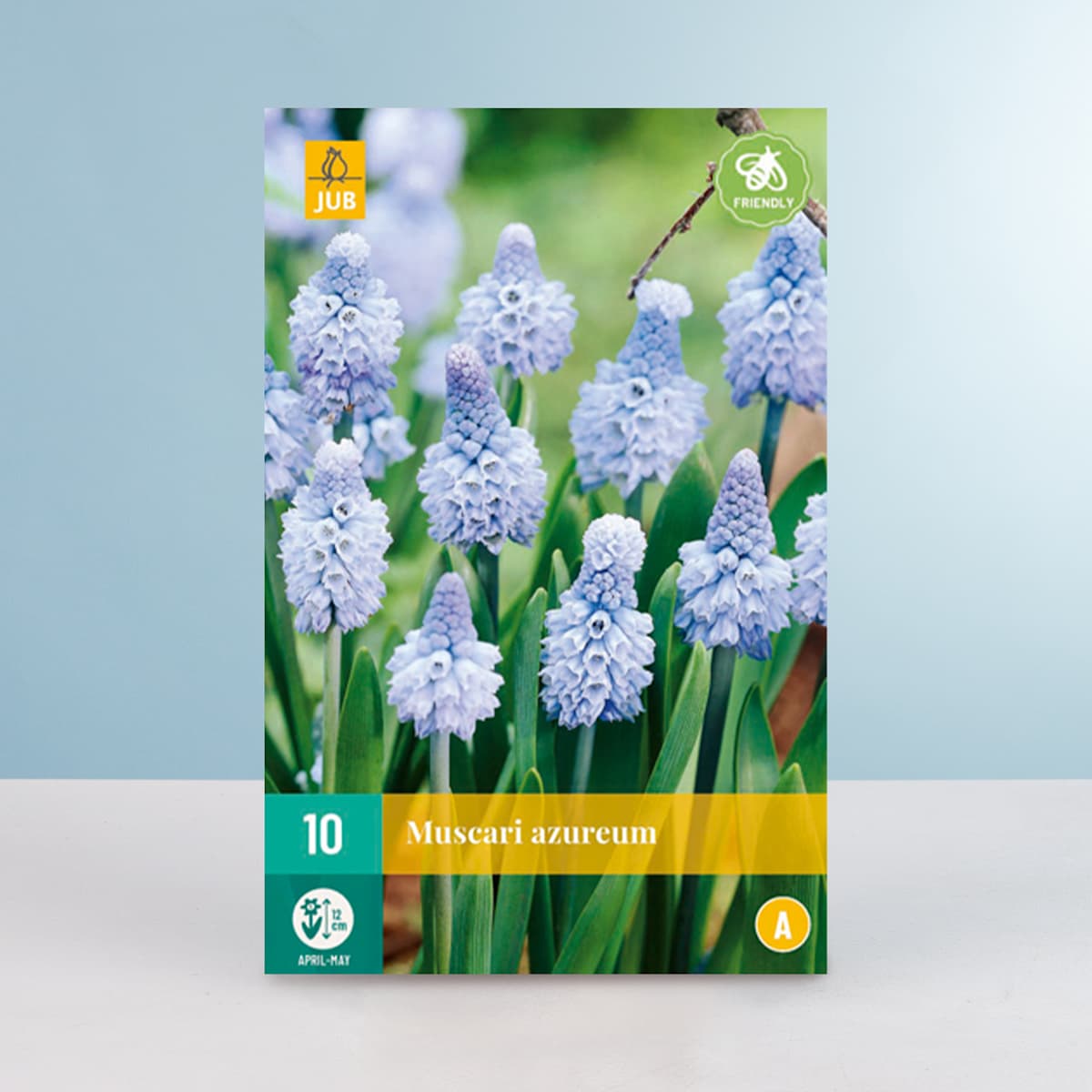 Traubenhyazinthe 'Azureum' - 10 Zwiebeln