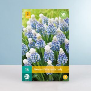 Traubenhyazinthe 'Mountain Lady' - 15 Zwiebeln