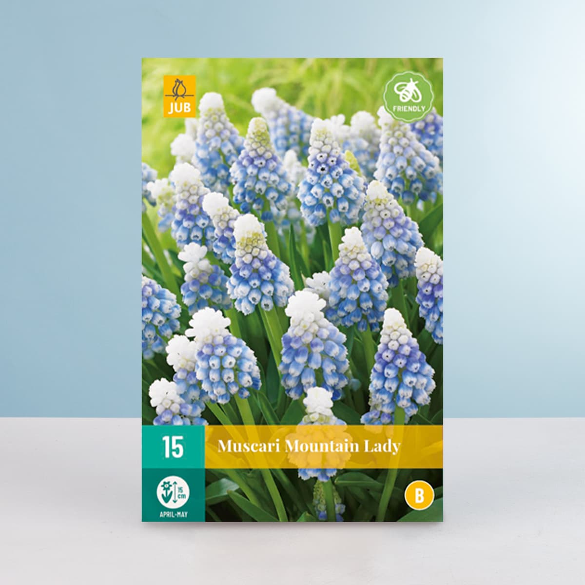 Traubenhyazinthe 'Mountain Lady' - 15 Zwiebeln