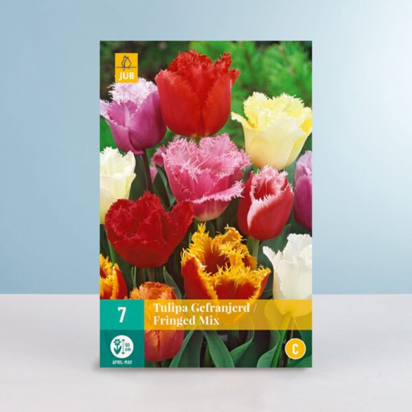 Gefranste-Tulpen 'Fringed' Mix - 7 Zwiebeln