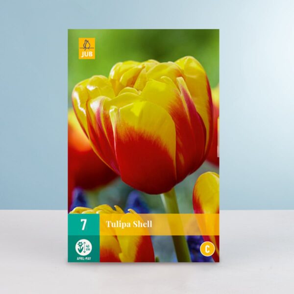 Gefüllte frühe Tulpe 'Shell' - 7 Zwiebeln