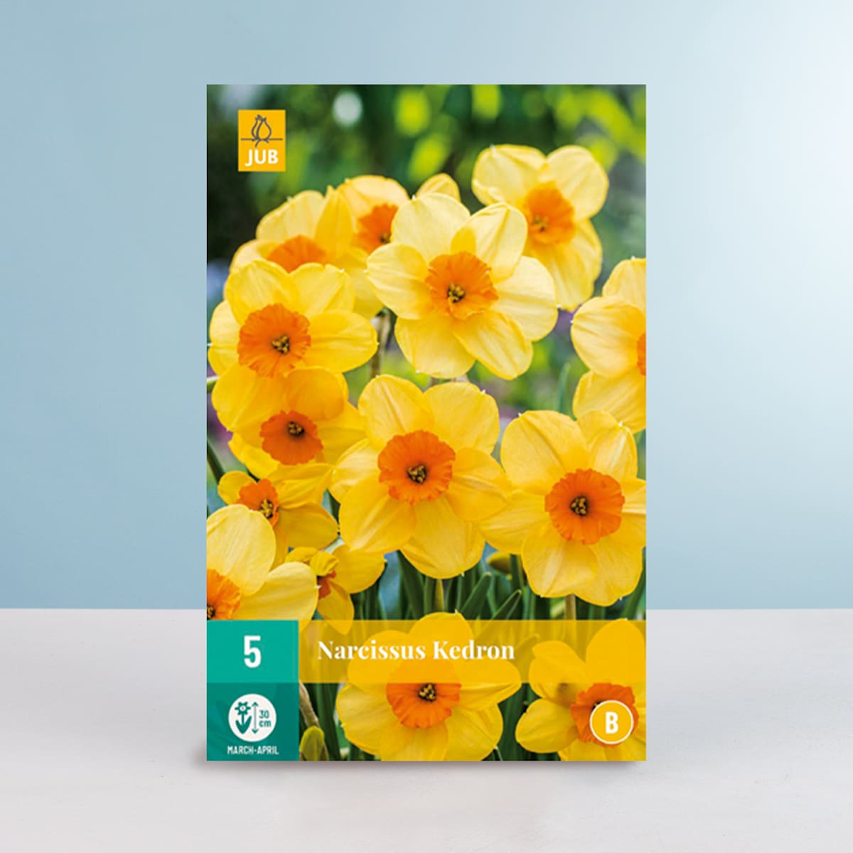 Jonquilla-Narzisse 'Kedron' - 5 Zwiebeln