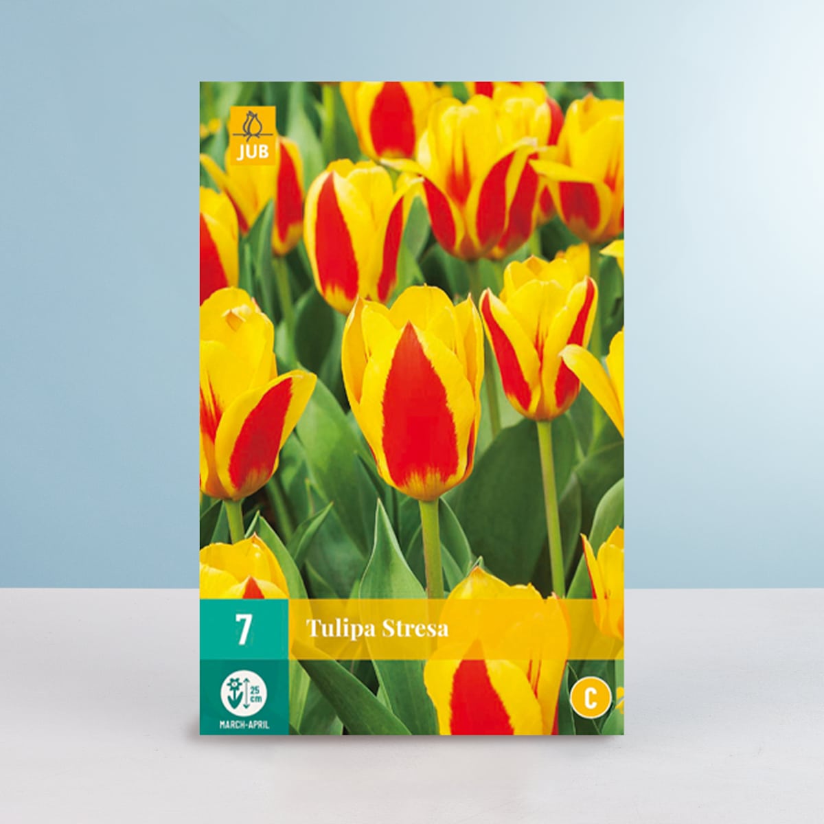 Kaufmanniana-Tulpe 'Stresa' - 7 Zwiebeln