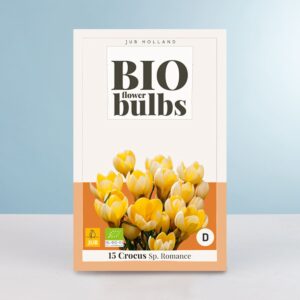BIO Großblumiger Krokus 'Romance' - 15 Knollen