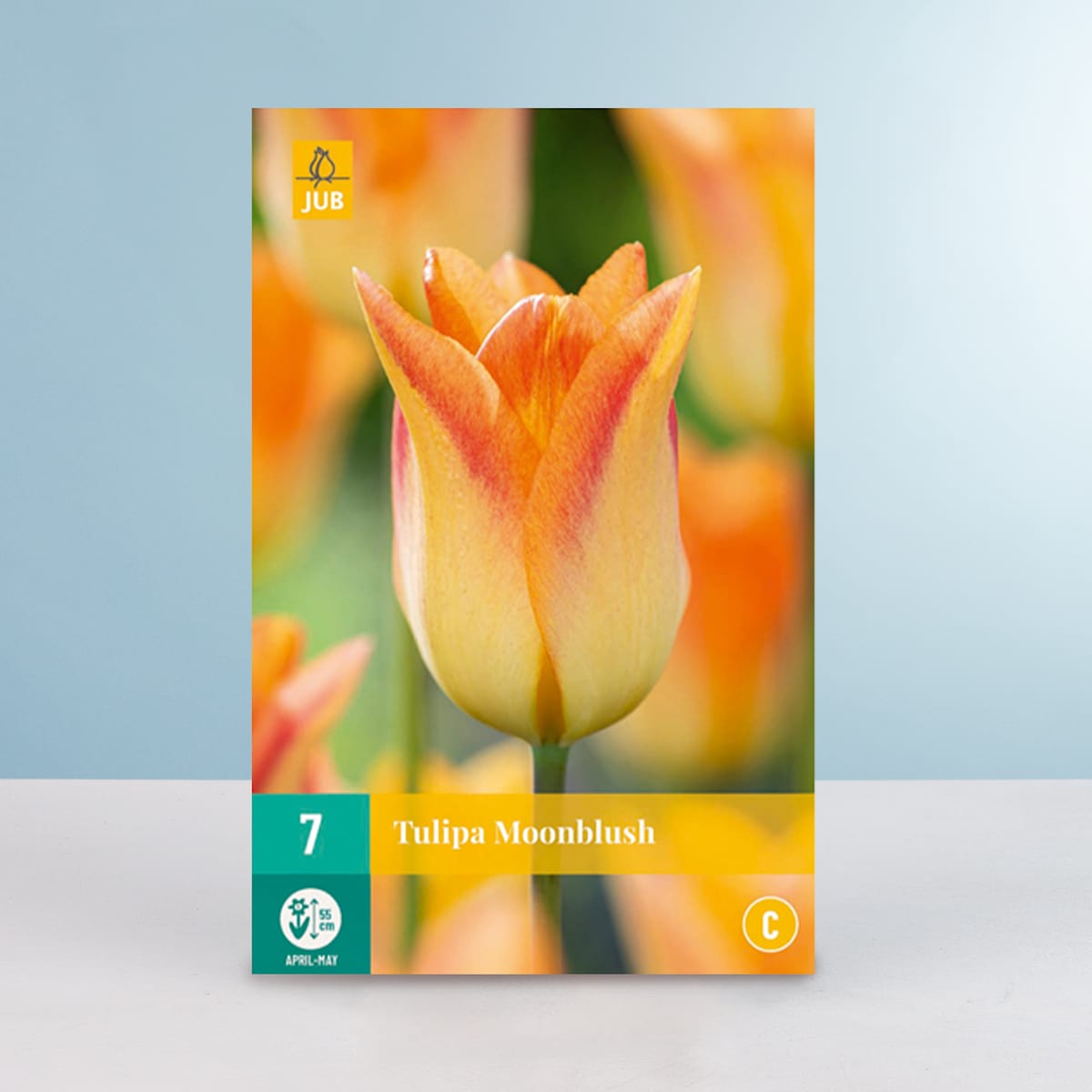 Lilienblütige Tulpe 'Moonblush' - 7 Zwiebeln