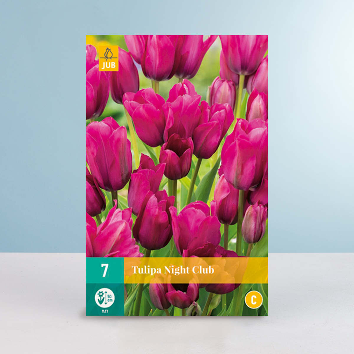 Mehrblütige Tulpe 'Night Club' - 7 Zwiebeln