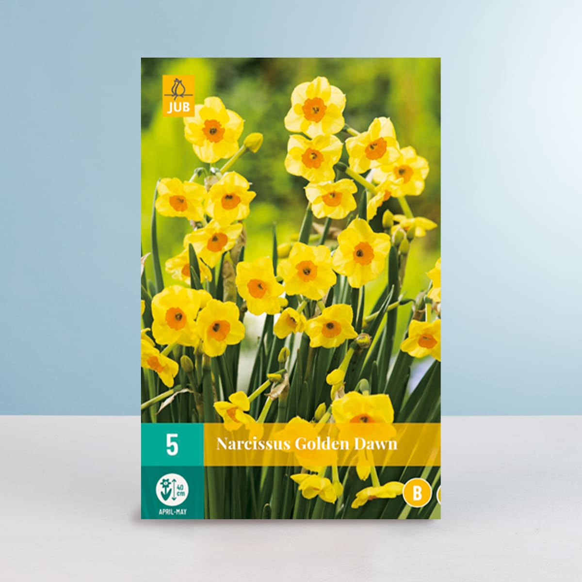Mini-Narzisse 'Golden Dawn' - 5 Zwiebeln