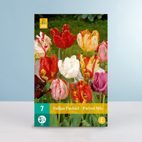 Papageien-Tulpen 'Parrot' Mix - 7 Zwiebeln