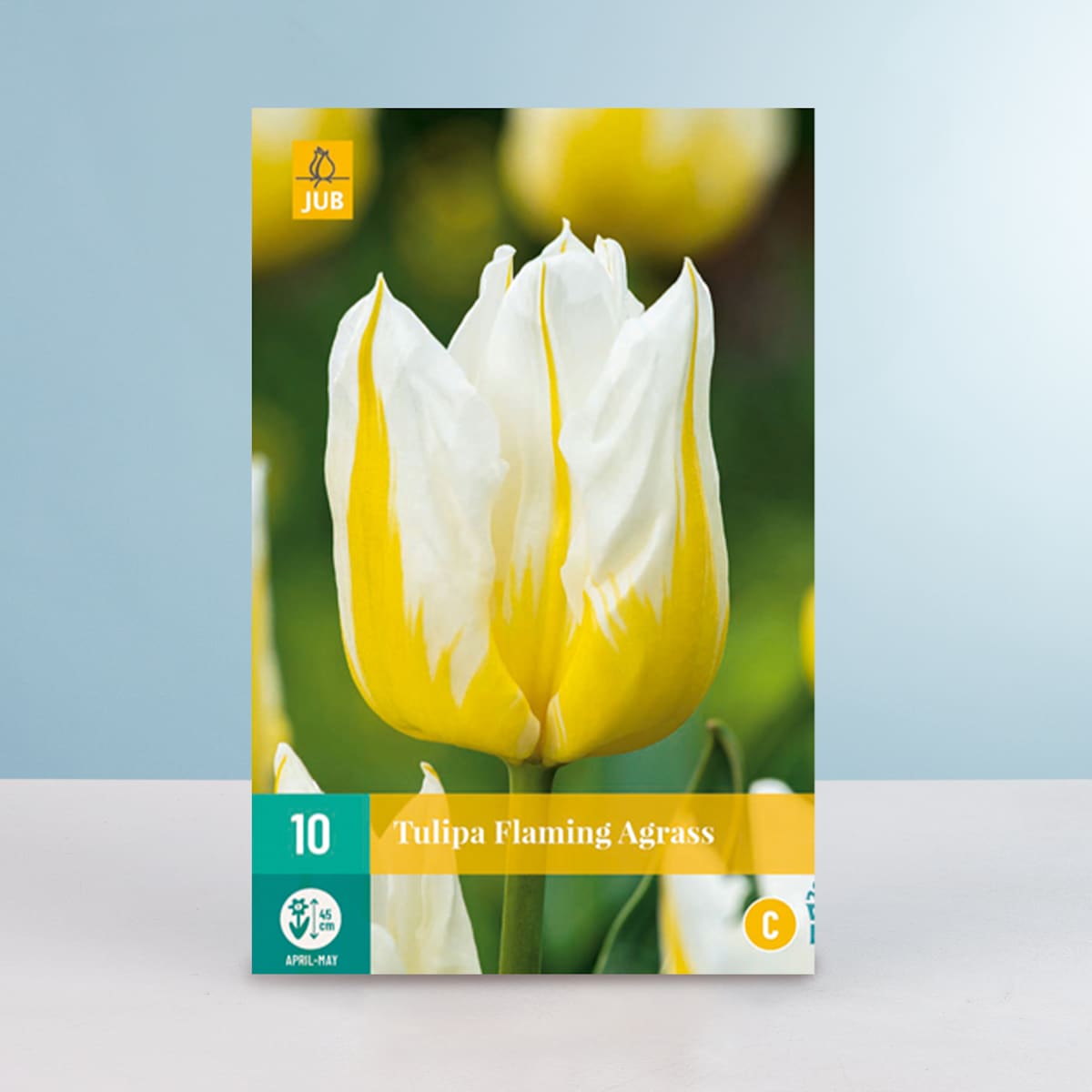 Triumph Tulpe 'Flaming Agrass' - 10 Zwiebeln