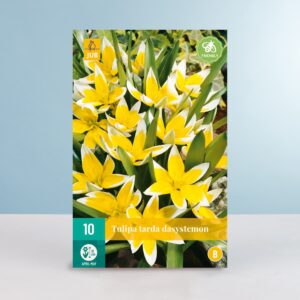 Wildtulpe 'Dasystemon' - 10 Zwiebeln