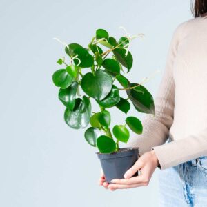 Peperomia 'Raindrop' S