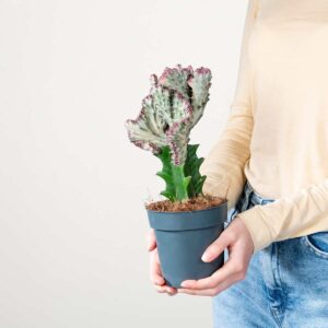 Korallenkaktus 'Cristata'