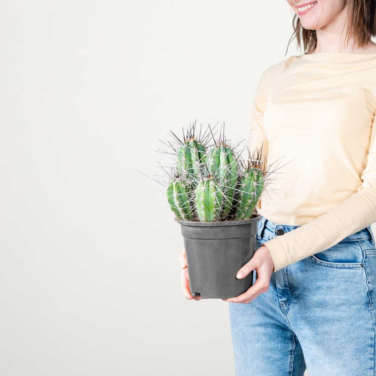 Säulenkaktus 'Coryne'