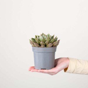 Echeveria 'Mira'
